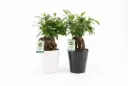 Viigipuu Ginseng ker.potis P13/35cm
