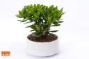 Turdleht 'Magical Tree' ker. potis P22/27cm