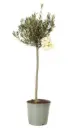 Õlipuu ehk oliivipuu P19/80cm