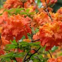 Heitlehine rodo 'Gibraltar' C5/30-40cm