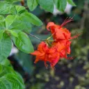 Heitlehine rodo 'Fireball' C5/30-40cm