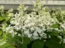 Aedhortensia 'Baby Lace' P23/80cm