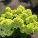 Aedhortensia 'Living Little Apple' P23/80cm