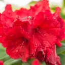 Rodo 'Vulcan Flame' C5/40-50cm