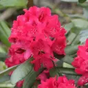 Rodo 'Hybrides' C5/30-40cm