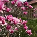 Magnoolia 'Soulangeana' P23/90