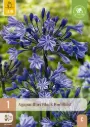 Lembeliilia 'Black Buddhist' 1/2 