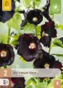 Tokkroos 'Rosea Nigra' 2tk/pk