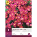Madal Aster 'Jenny'
