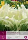 Hosta 'White Feather' 