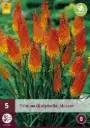 Tõrvikliilia 'Alcazar' 1tk/pk