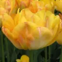 Tulp 'Granny Yellow' P12/20cm