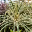 Lõuna-tõlvpuu Variegata P21/100cm