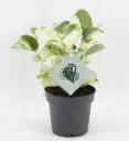 Sulgjas nõelköis 'Manjula' P12/20cm