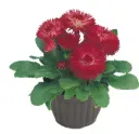 Harilik kirikakar 'Roggli Red' P10,5/15cm