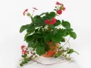 Aedmaasikas 'Toscana' P12/18cm