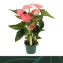 André flamingolill Melito P17/55cm
