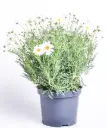 Hõbekakar P12cm