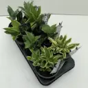 Hosta valik P17/30cm