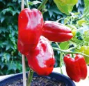 Paprika Lamuyo P9*9*10cm