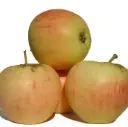 Aedõunapuu Kasper