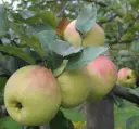 Aedõunapuu Liivi Sibulõun