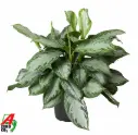 Aglaoneema 'Jungle Silver' P19/60cm