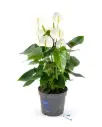 Flamingolill Karma White P12/45cm