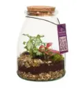 Klaasist terraarium taimedega Ø9cm 