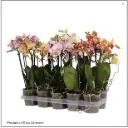 Kuuking mix 2-tüve P12cm