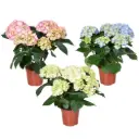Hortensia potis valik P9/15cm 