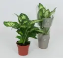 Diffenbahhia 'Reeva' 19/75cm 