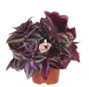 Tradeskantsia Violet Hill P9/16cm