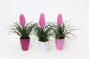 Tillandsia keraamikas P10/35cm 