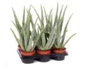 Aaloe Vera P12/35cm