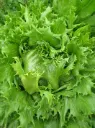 Salat Reine Des Glases