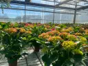 Hortensia P14cm