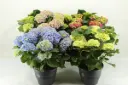Suurelehine hortensia valik P23/35cm 15v