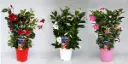 Mandvill Sundaville valik P17/55cm