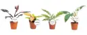 Filodendron 'Princess' valik 12/30
