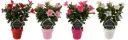Mandvill Sundaville valik P13/40cm