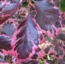 Harilik pöök 'Purpurea Tricolor' C7,5/60-80cm