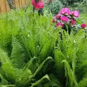 Jaapani osmunda C5