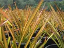 Sitke linaliilia 'Apricot Queen' C9/40cm