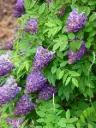 Põõsas-sinivihm 'Longwood Purple' C9/160cm