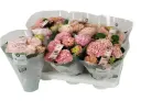Hortensia potis P10/22,5cm roosa