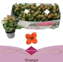 Kalanhoe Garden Orange P10,5/22cm