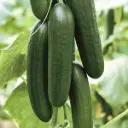 Kurk 'Picolino' P9cm 