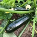 Suvikõrvits 'Black Beauty' 9cm