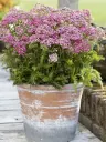 Harilik raudrohi 'Milly Rock Rose' C1,4/D